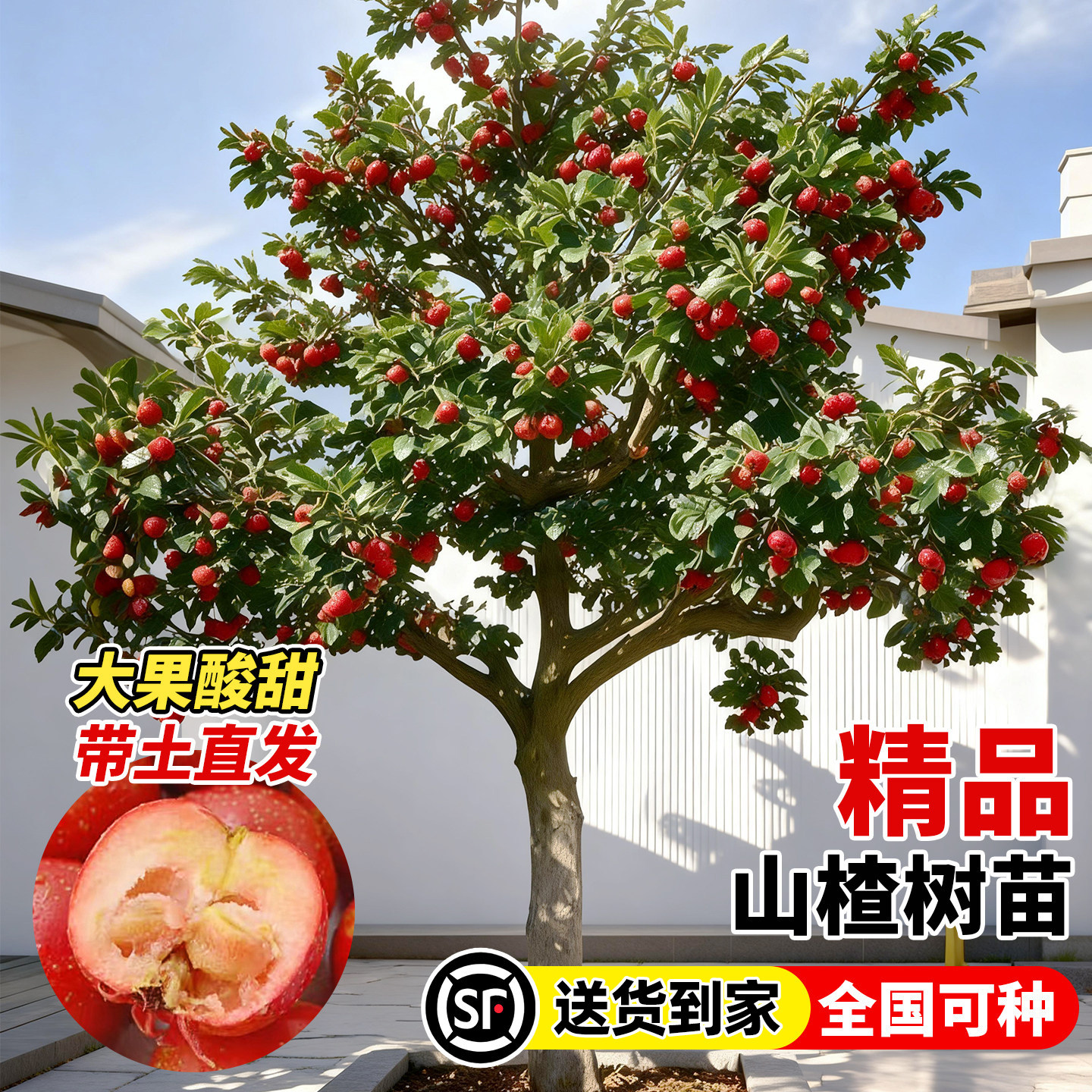 精品山楂树苗大金星五棱苗甜红子黄山楂嫁接歪把红果苗山里红树苗