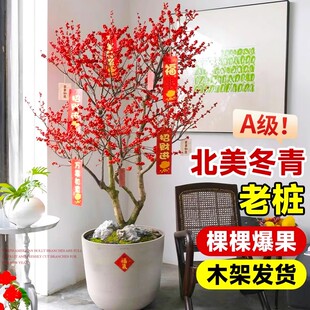 北美冬青盆栽带果老桩大树苗耐寒室内盆景红果真花年宵花花卉植物