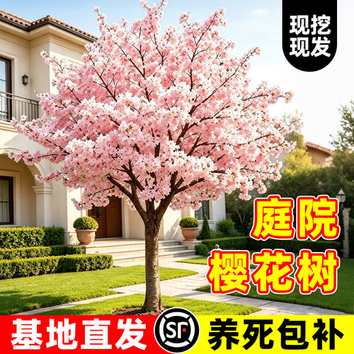 【热销榜top产品】庭院樱花树苗