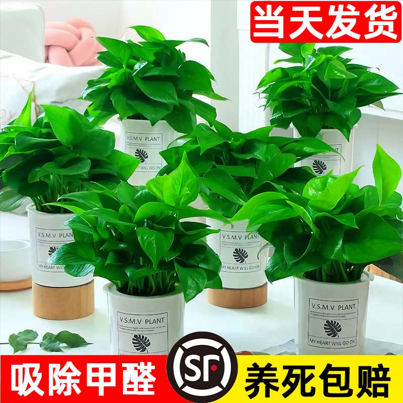 绿箩盆栽植物室内去甲醛新房