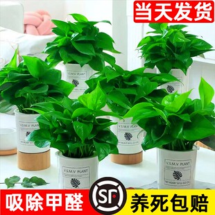 绿箩盆栽植物室内去甲醛净化空气水培办公室绿植长藤垂吊大叶绿萝