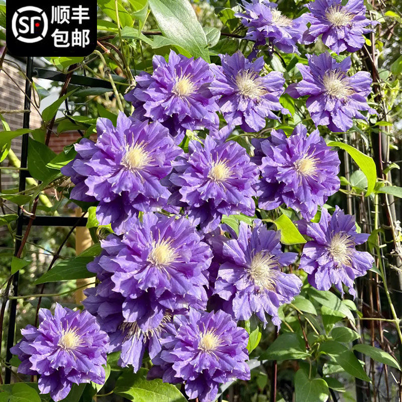 卡娜娃铁线莲花小苗盆栽早花大花阳台垂吊花卉爬墙易活绿植物