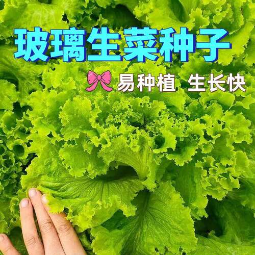 甜脆玻璃生菜种子四季播盆栽