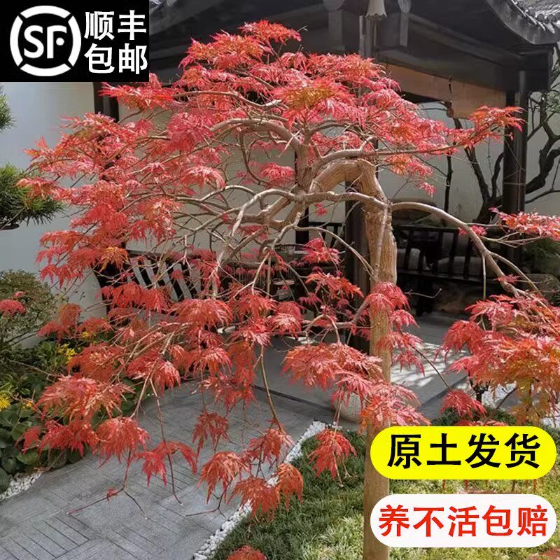 羽毛枫树苗庭院绿化风景树红枫羽毛枫苗盆景嫁接盆栽大型红羽毛枫