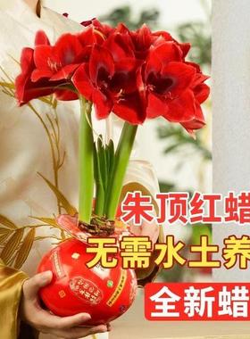 朱顶红蜡封种球室内桌面花卉观赏植物懒人好养易活节日祝福注定红