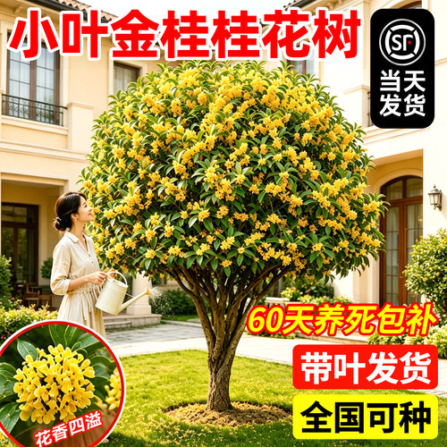 【平台推荐】小叶金桂桂花树苗