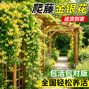 精选特大爬藤金银花可食用药用爬藤植物盆栽地栽南方北方开花阳台