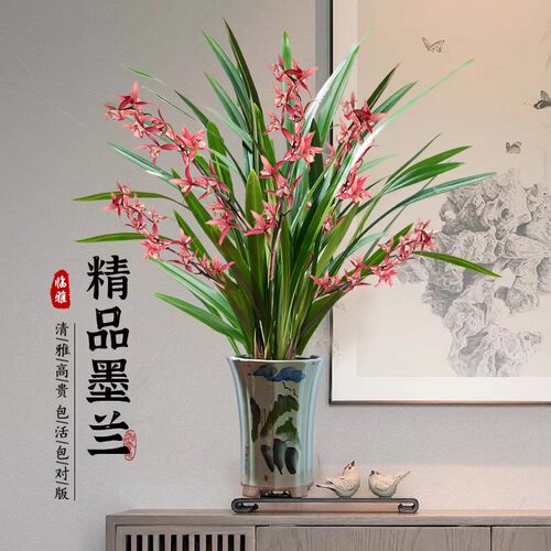 墨兰盆栽名贵特级客厅盆栽墨兰