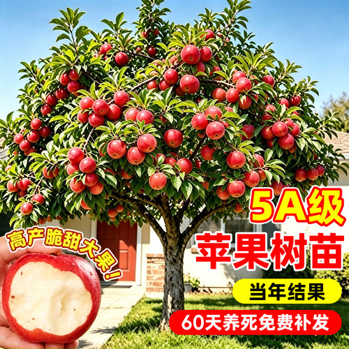 【热销榜top产品】特大果冰糖心