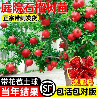 特大石榴树树苗带土果苗