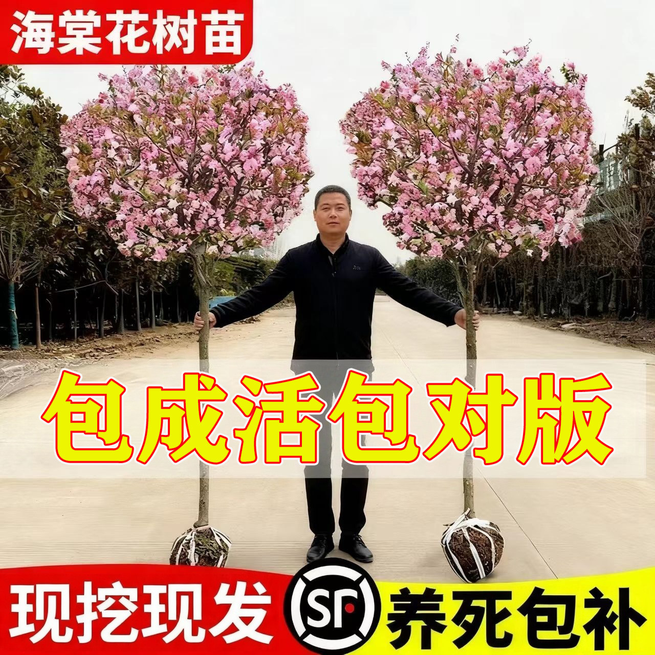 【平台推荐】特级海棠花树苗老桩图片