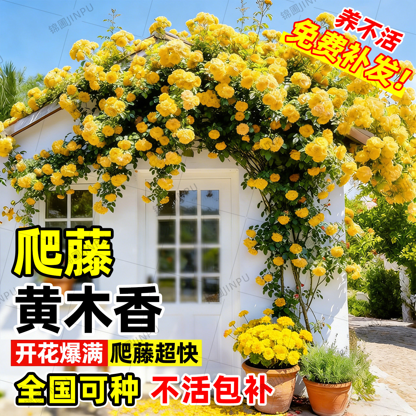 重瓣黄木香爬藤老桩大苗图片