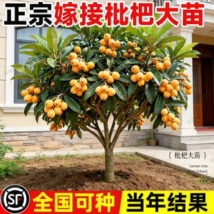 正宗嫁接特大枇杷树苗大苗带土果树苗盆栽地栽庭院南北方当年结果