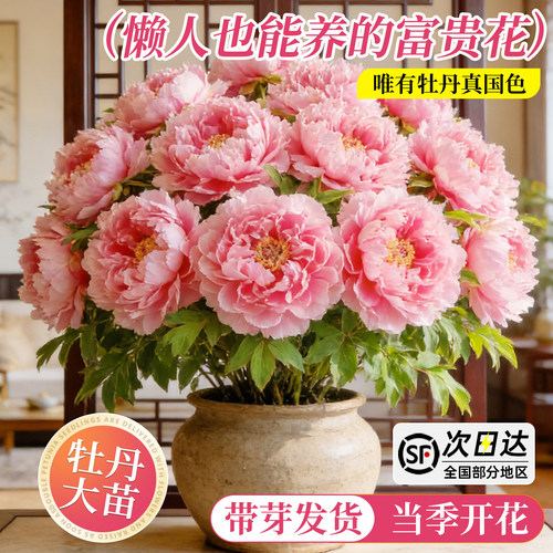 【推荐热销款】耐寒多色牡丹花苗