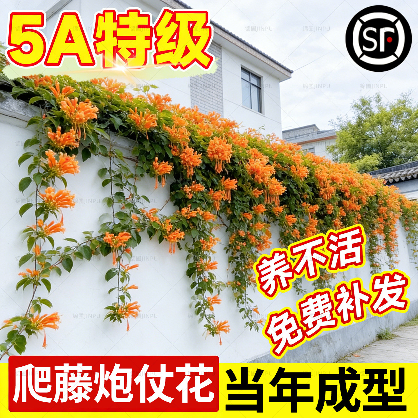 炮仗花爬藤植物凌霄花大苗四季可种阳台庭院垂吊攀援藤花卉藤本花,鲜花速递/花卉仿真/绿植园艺,月季/蔷薇/玫瑰,淘宝优惠券,粉丝福利购,淘宝优惠卷
