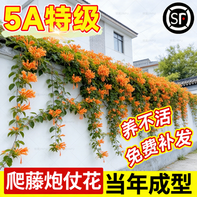【全网热销1万+】炮仗花爬藤植物