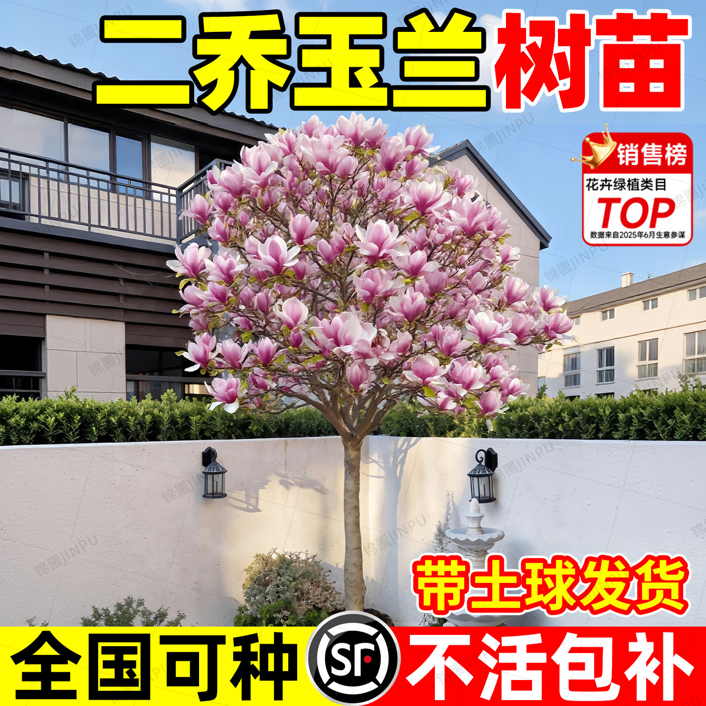 二乔玉兰花树苗特大庭院地栽带花苞室外四季大树耐寒玉兰盆栽花卉,鲜花速递/花卉仿真/绿植园艺,行道树/乔木,淘宝优惠券,粉丝福利购,淘宝优惠卷