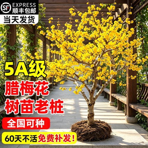 【全网热卖】5A级腊梅花树苗老桩