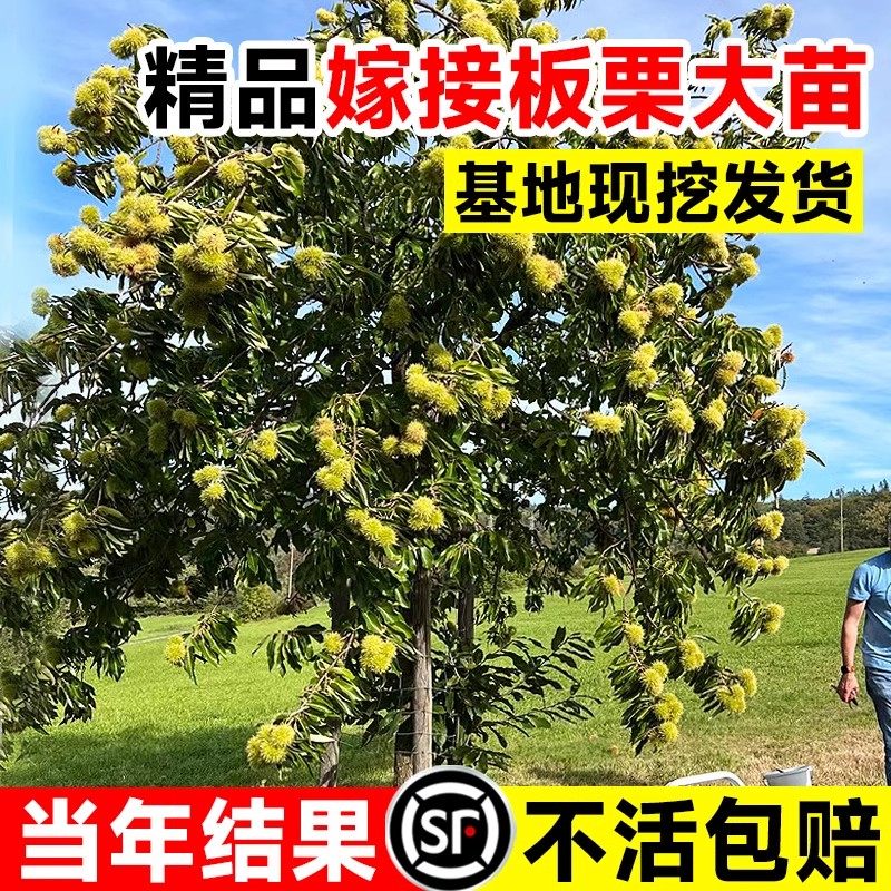 板栗树苗嫁接苗地栽南北方四季种植当年结果大红袍节节红果树果苗