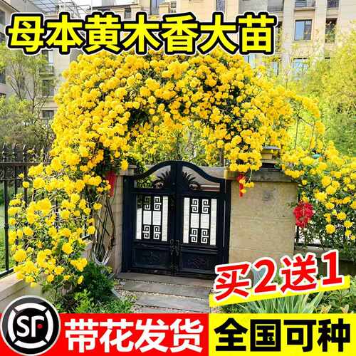 【爆款热销】特大黄木香树苗