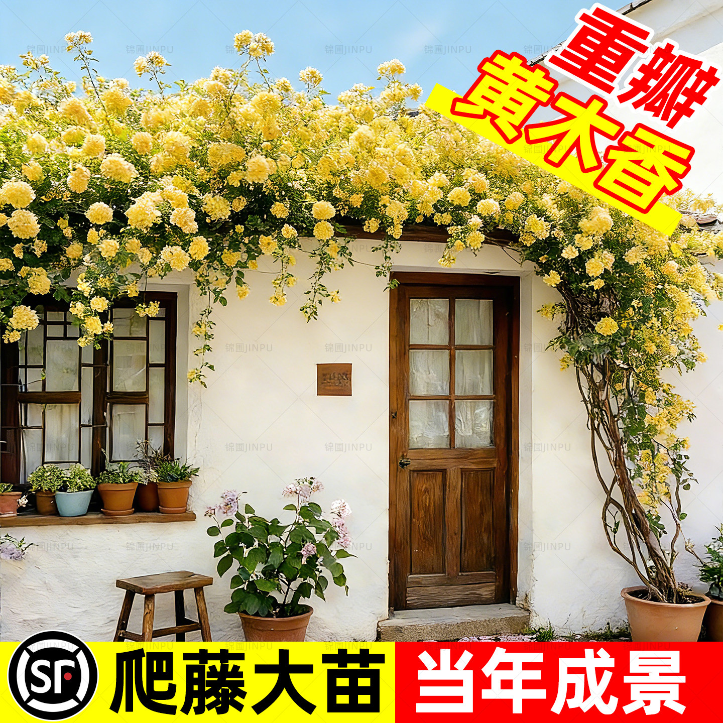 重瓣黄木香爬藤植物老桩特大苗爬墙花卉植物庭院阳台红白木香树苗,鲜花速递/花卉仿真/绿植园艺,时令草本花卉,淘宝优惠券,粉丝福利购,淘宝优惠卷