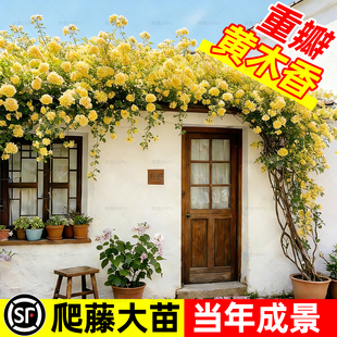 重瓣黄木香爬藤植物老桩特大苗爬墙花卉植物庭院阳台红白木香树苗