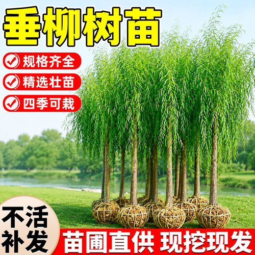 【全网热卖5万+】垂柳树苗
