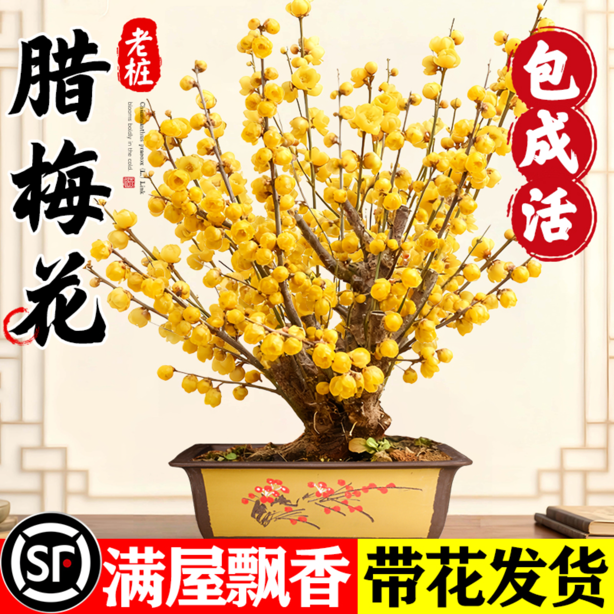 【热销榜top】腊梅花盆栽