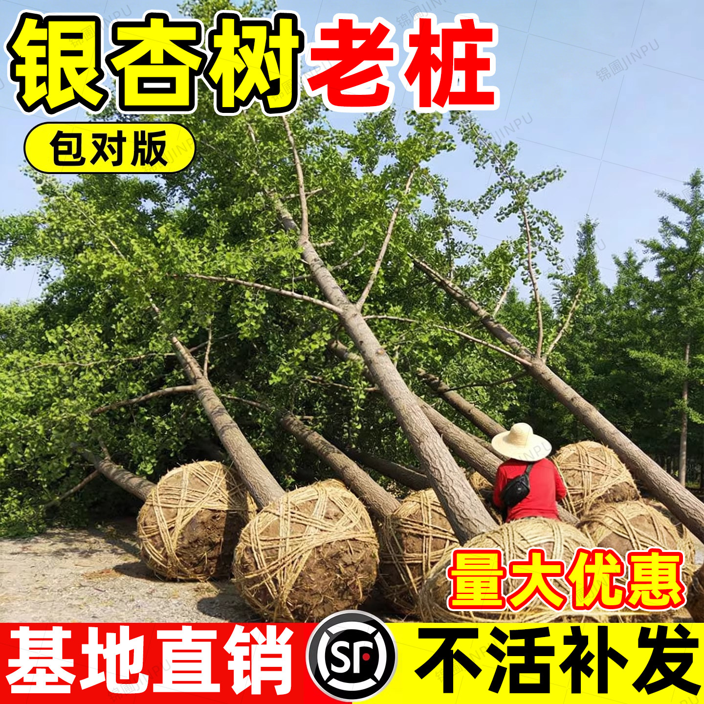 银杏树老桩特大带土金绿叶白果庭院别墅南北方种植绿化工程风景树