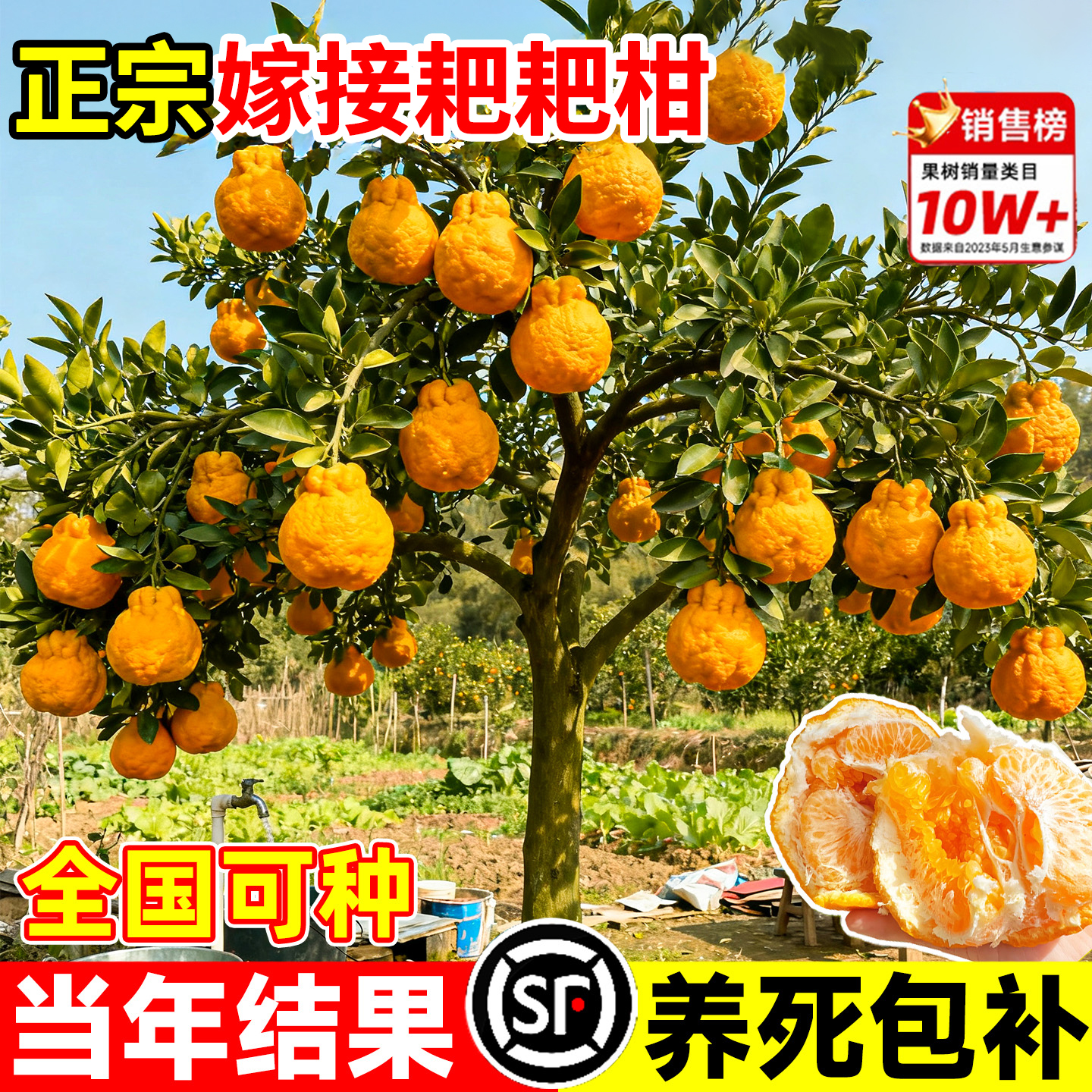 正宗嫁接耙耙柑树苗四川果树粑粑柑桔子果树果苗庭院种植四季结果