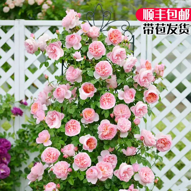 舍农索城堡的女人藤本月季花苗蔷薇爬藤四季开花卉植物盆栽特大花