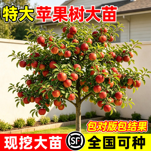 【平台推荐】矮化红富士冰糖心