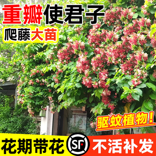 重瓣使君子爬藤植物带花苞大花苗室内外庭院阳台四季常绿驱蚊花卉