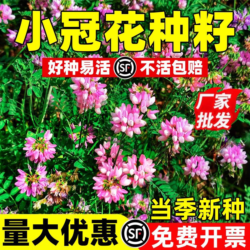 小冠花种子多年生牧草花卉多变绣球花种籽园林绿化护坡固土地被草