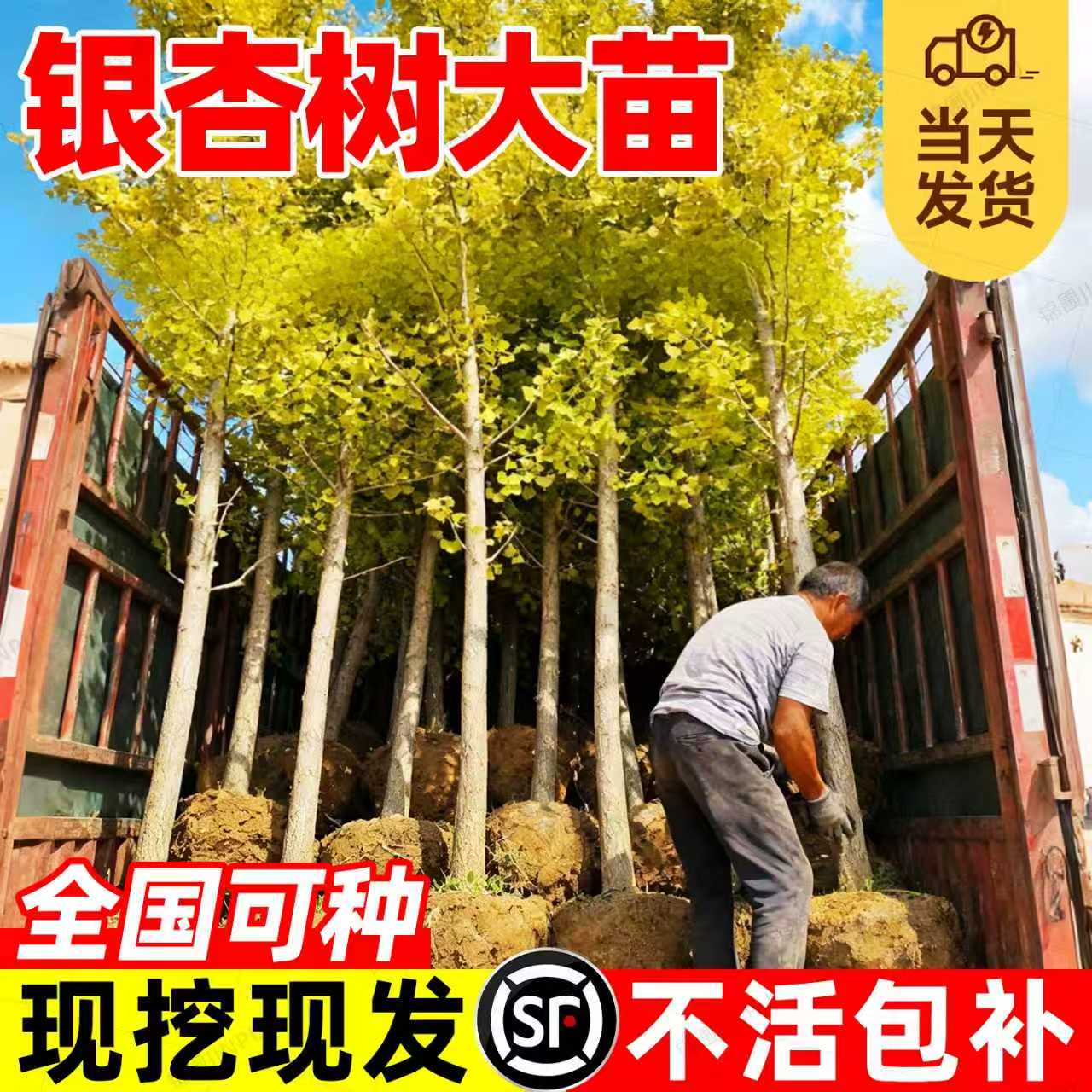 【热销榜top产品】银杏树苗图片