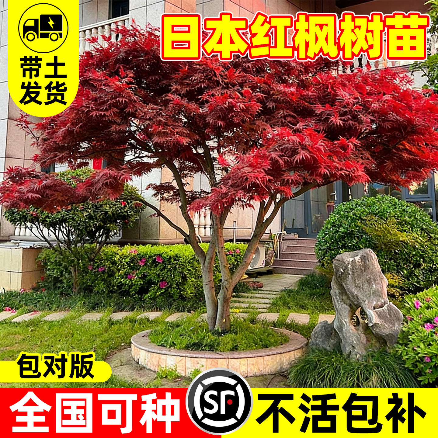 【爆款第一10万+】红枫树苗