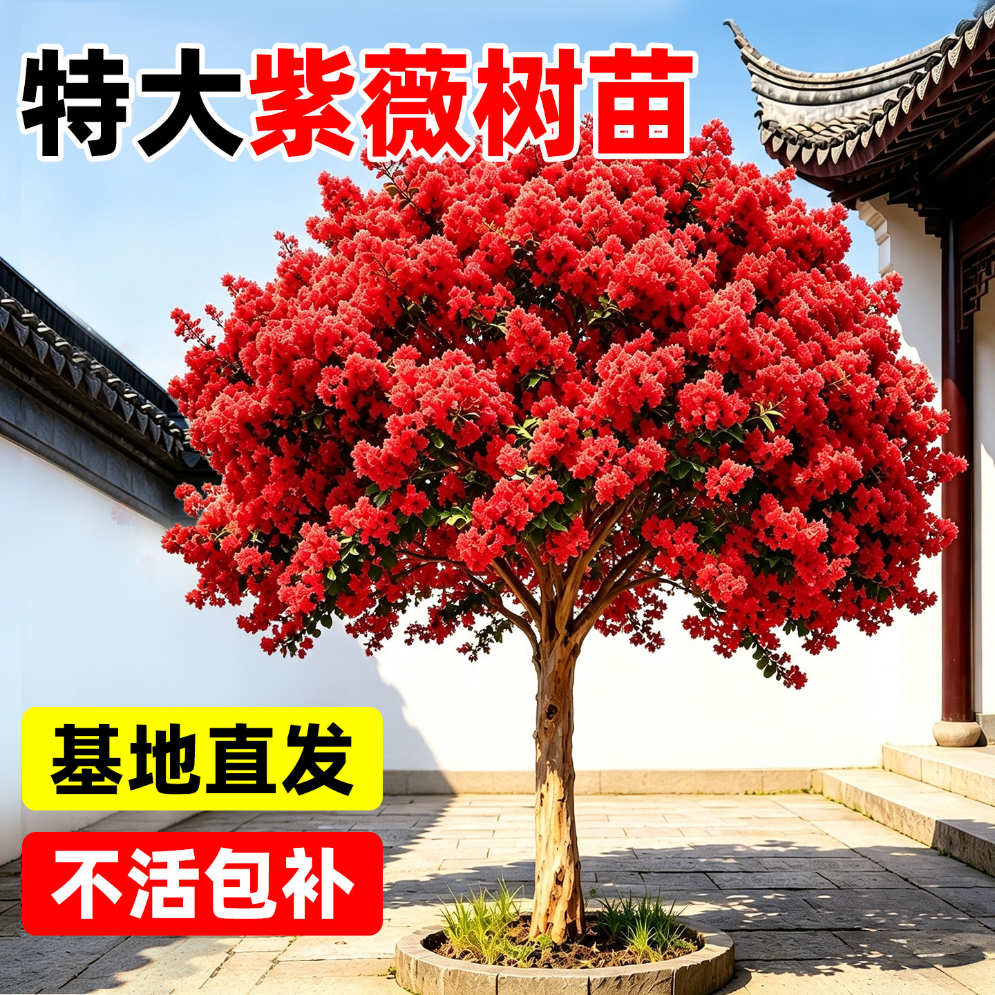 特大紫薇花树苗庭院别墅室外道路绿化植物盆栽百日红老桩风景大树
