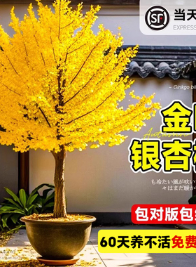 银杏树苗盆栽早金绿叶庭院别墅风景大树活苗大型绿化树木南北种植