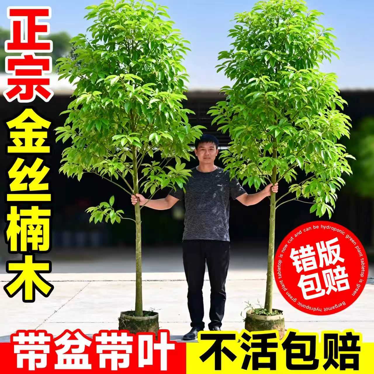 【平台推荐诚信卖家】金丝楠木