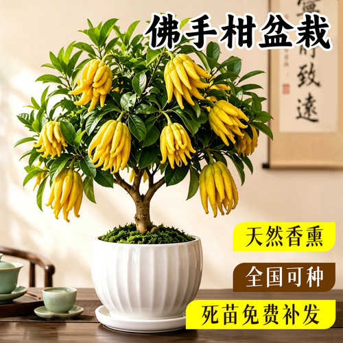 【回购榜top】金华佛手柑盆栽
