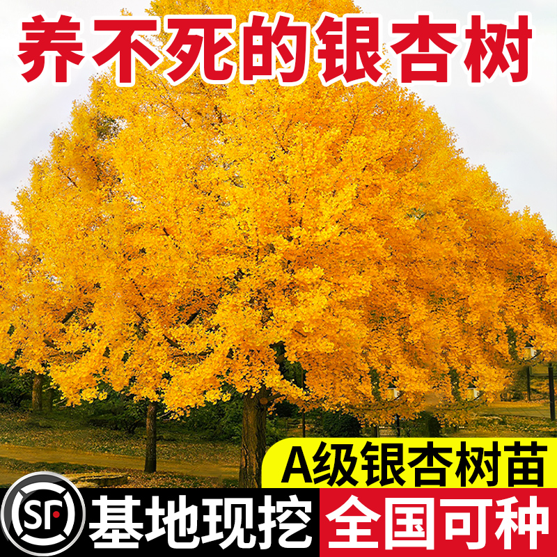 【平台推荐诚信卖家】银杏树苗