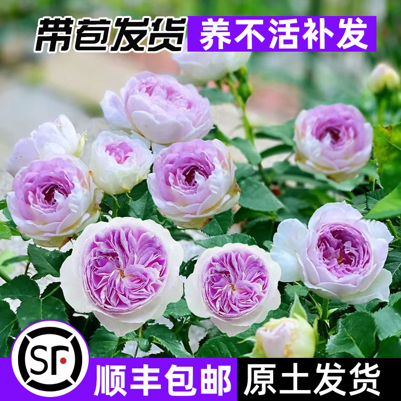 蓝月石灌木花卉锦圃玫瑰