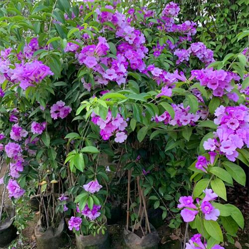 植物花根价格 植物花根图片 星期三