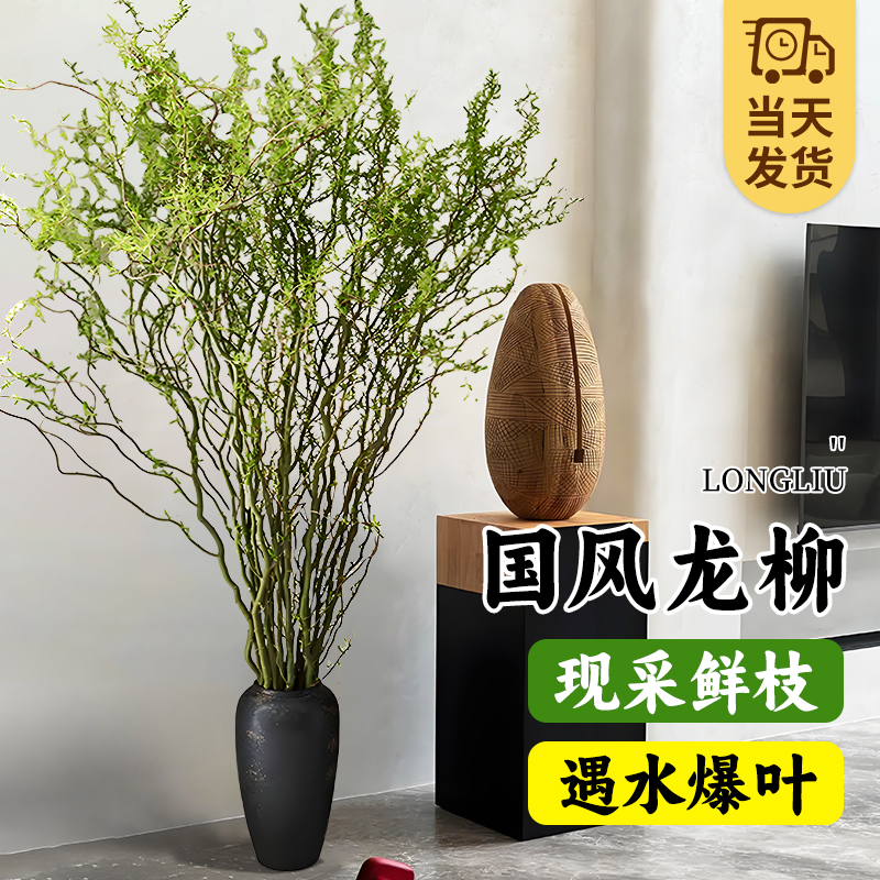 龙柳鲜枝水培植物鲜枝切花粗枝南天竹雪柳干枝室内吊钟客厅盆栽