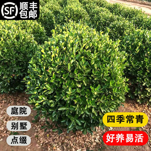 大叶冬青球树苗四季常青石楠球