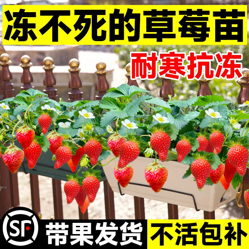 冬季草莓苗盆栽四季结果南北方阳台大奶油草梅带果红颜果树果苗秧