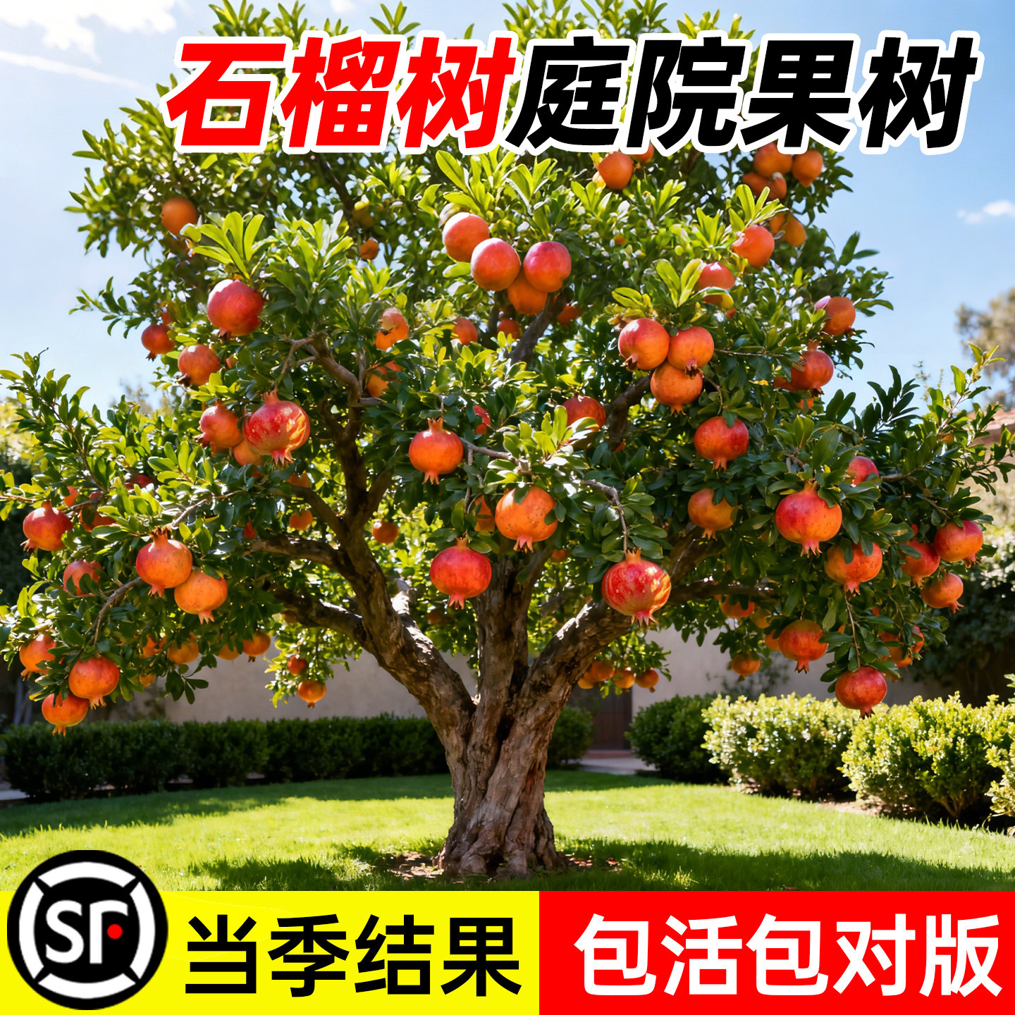 石榴树庭院果树突尼斯软籽石榴苗盆栽庭院果树甜石榴特大带土果苗