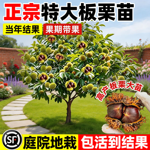 【平台推荐】正宗特大板栗苗
