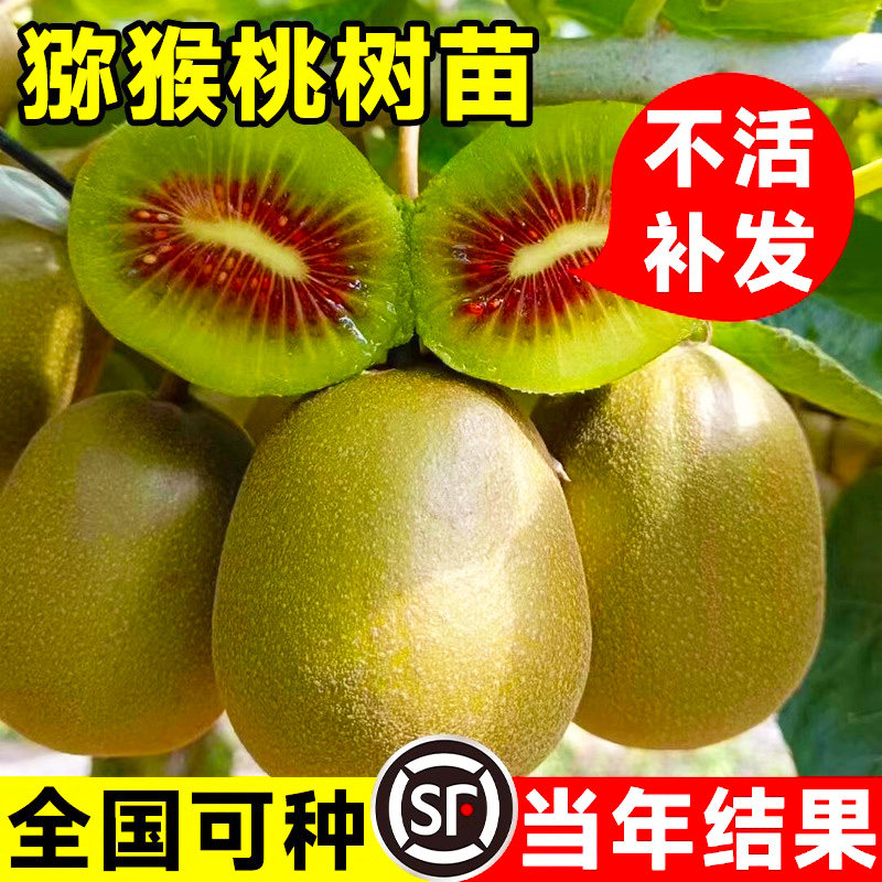 猕猴桃树果苗徐香翠香弥猴桃奇异果公母同株南北方种植盆栽果树苗图片