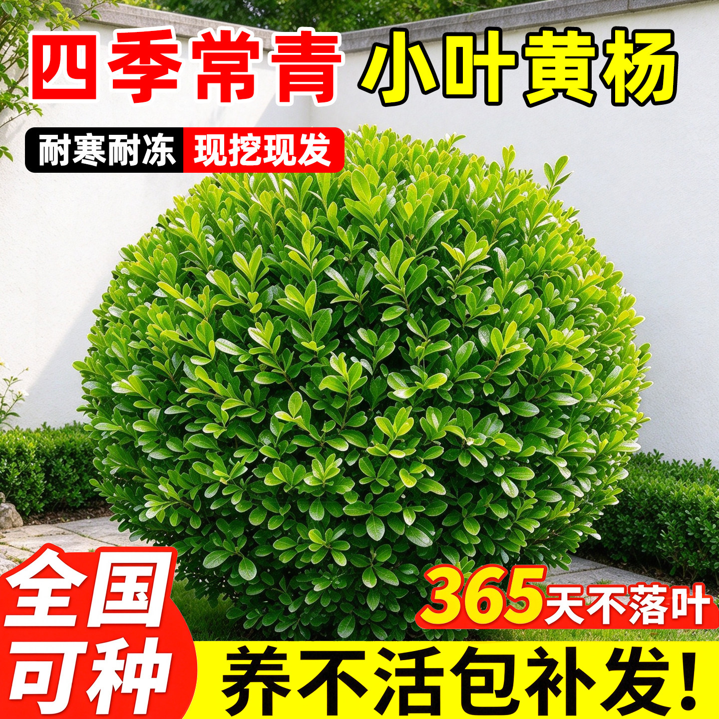 特级小叶黄杨球四季常青耐寒园林绿化苗木篱笆墙庭院花坛地栽植物